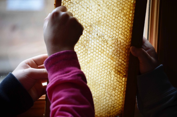 A la rencontre des abeilles