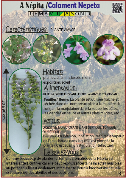A Népita /Calament Nepeta