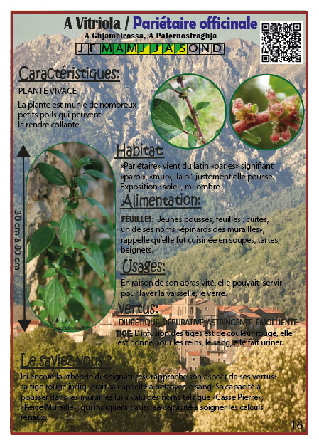 A Vitriola / Pariétaire Officinale