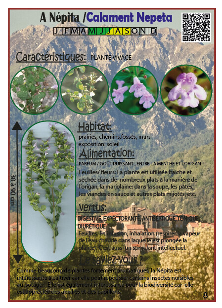 A Népita /Calament Nepeta