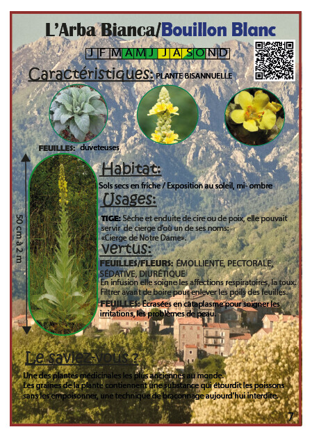 L'Arba Bianca / Bouillon blanc