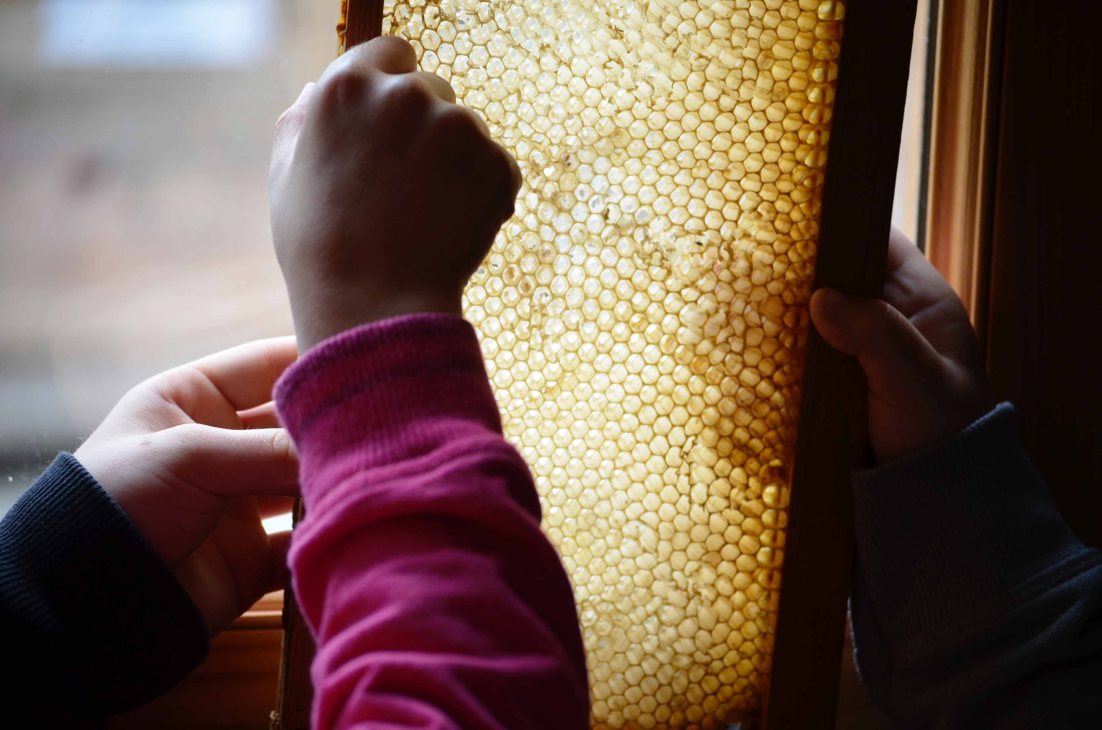 A la rencontre des abeilles
