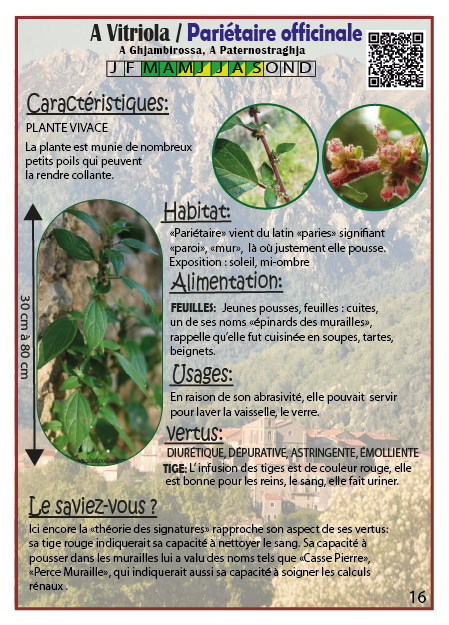 A Vitriola / Pariétaire Officinale