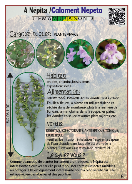 A Népita /Calament Nepeta