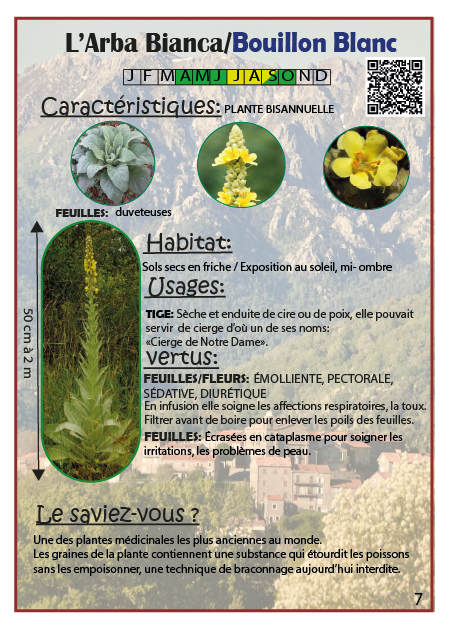 L'Arba Bianca / Bouillon blanc