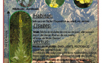 L'Arba Bianca / Bouillon blanc